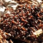 Karıncaların Dünyası